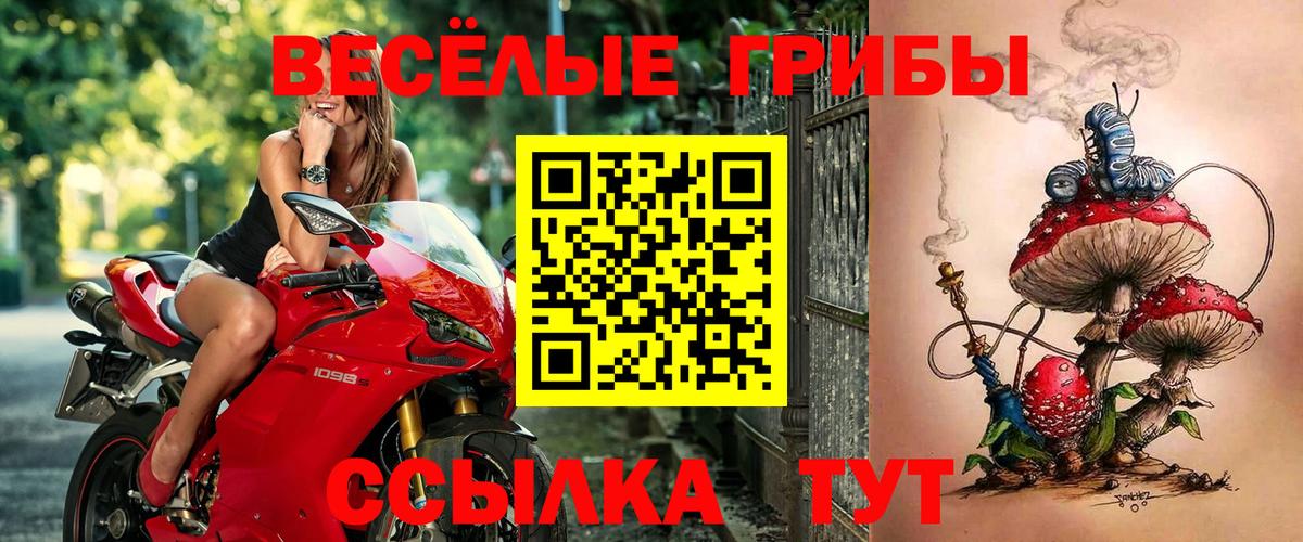 Псилоцибиновые грибы Psilocybine cubensis Горячий Ключ